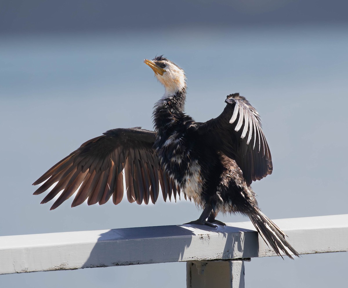 Little Pied Cormorant - ML659498001