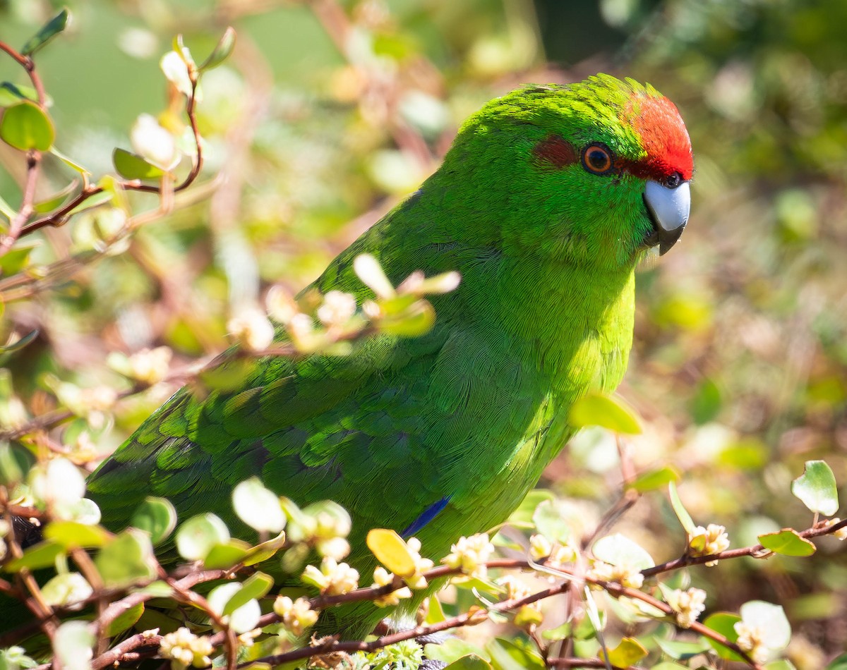 Red-crowned Parakeet - ML659498005