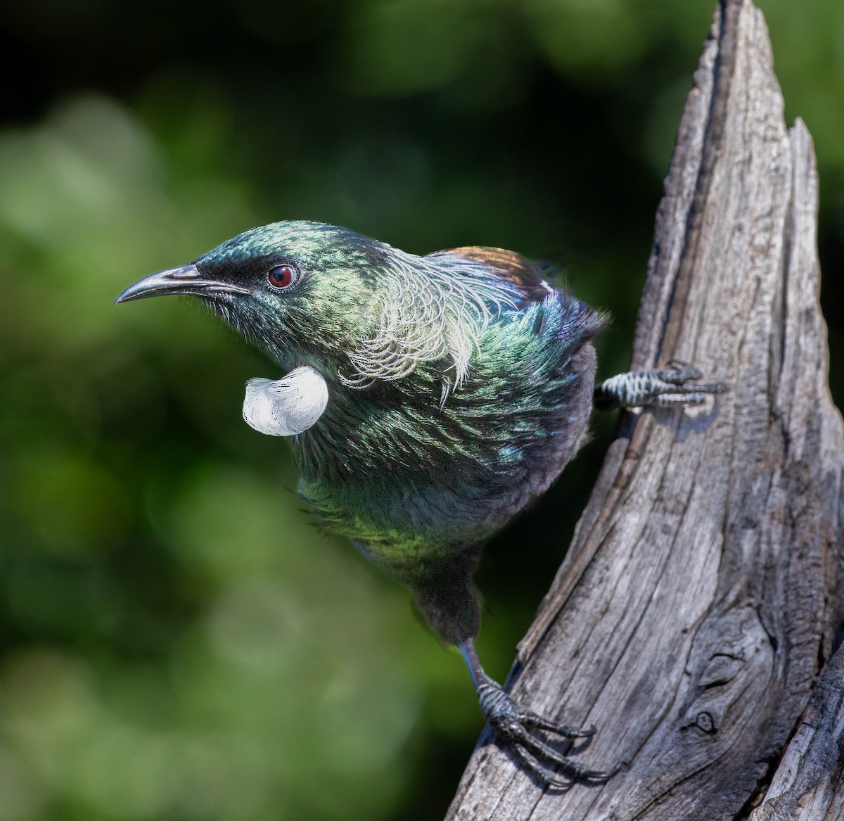 Tui - ML659498010