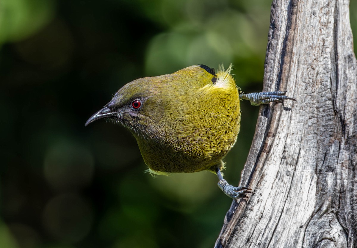 New Zealand Bellbird - ML659498017