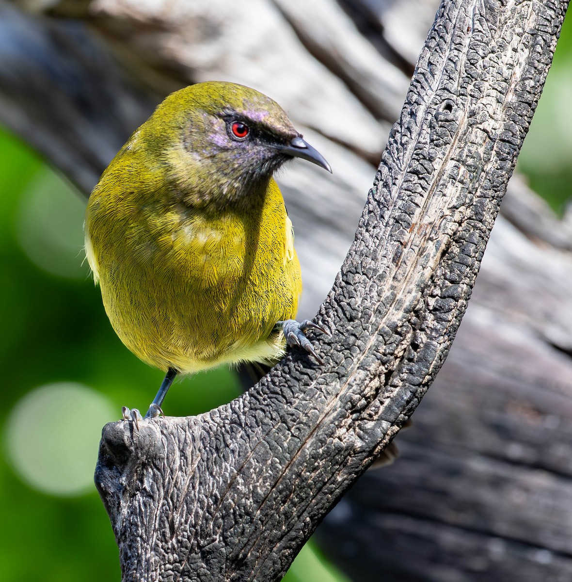 New Zealand Bellbird - ML659498018