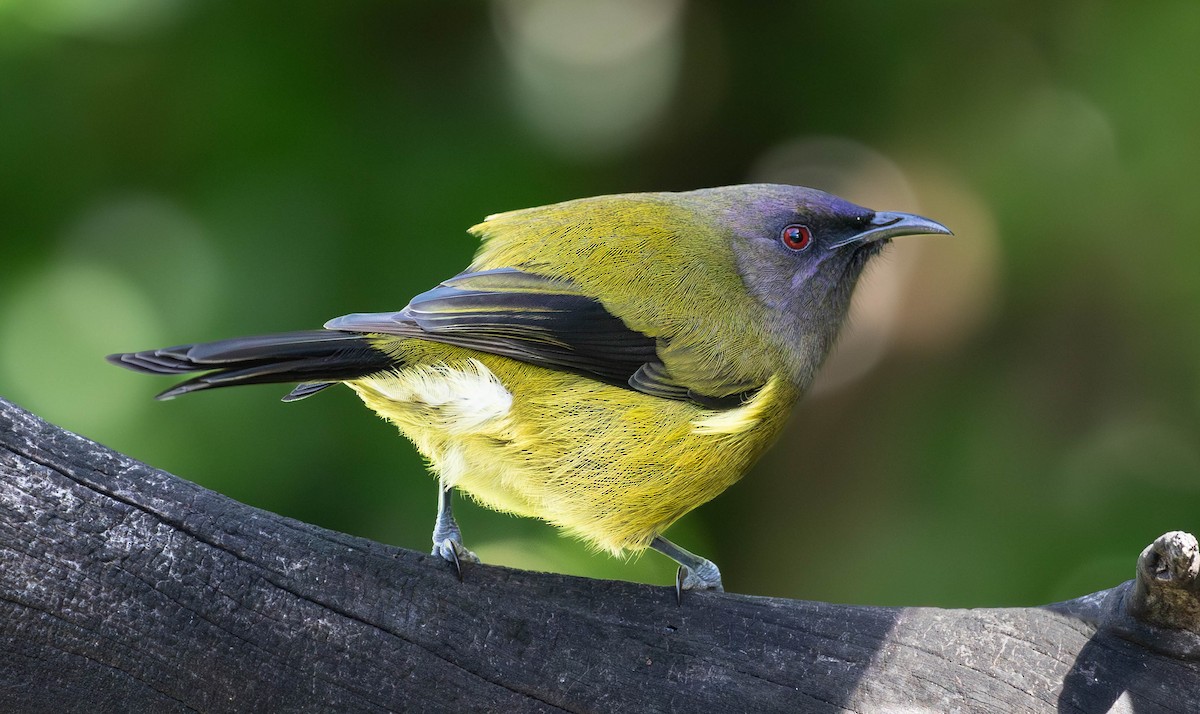 New Zealand Bellbird - ML659498019