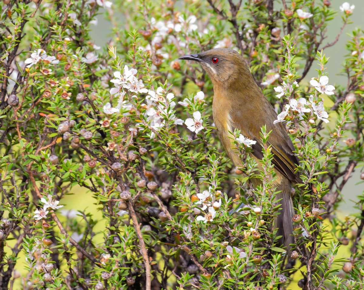 New Zealand Bellbird - ML659498020