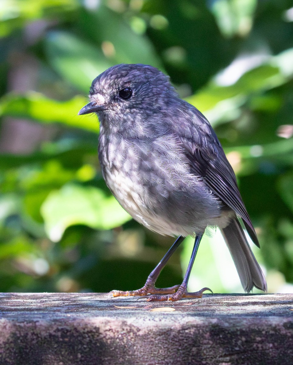 North Island Robin - ML659498026