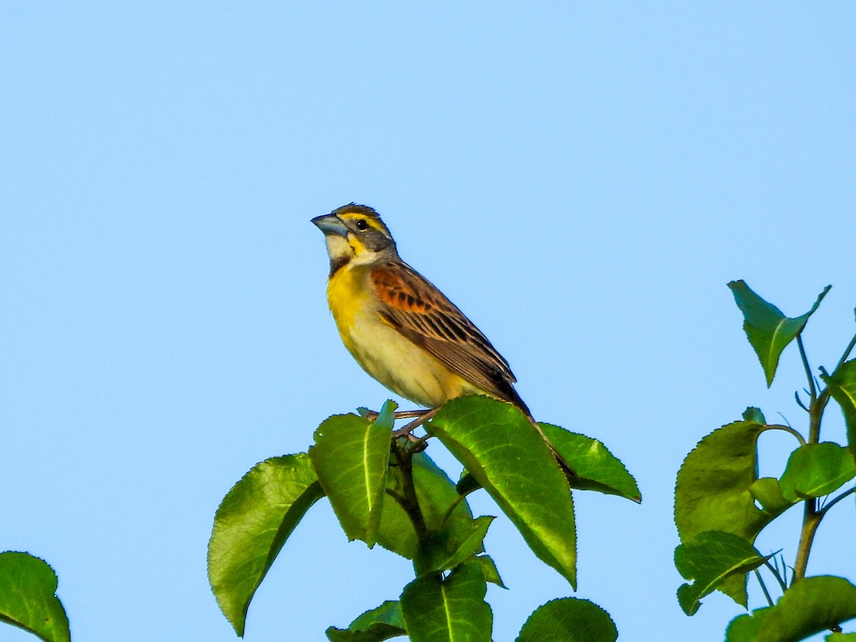 Dickcissel - ML659498432
