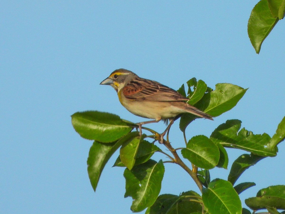 Dickcissel - ML659498433