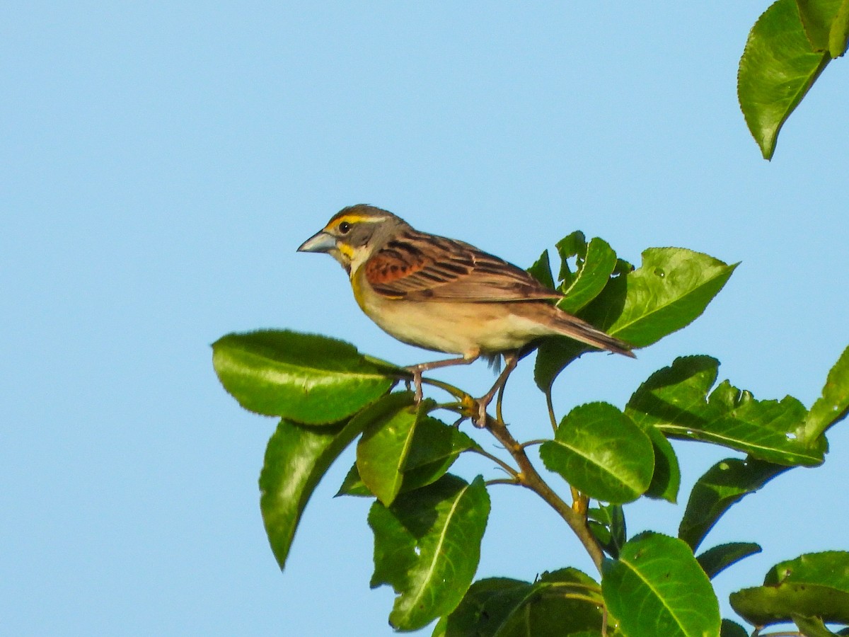 Dickcissel - ML659498434