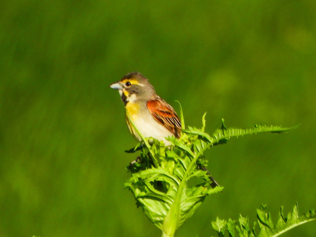 Dickcissel - ML659498435