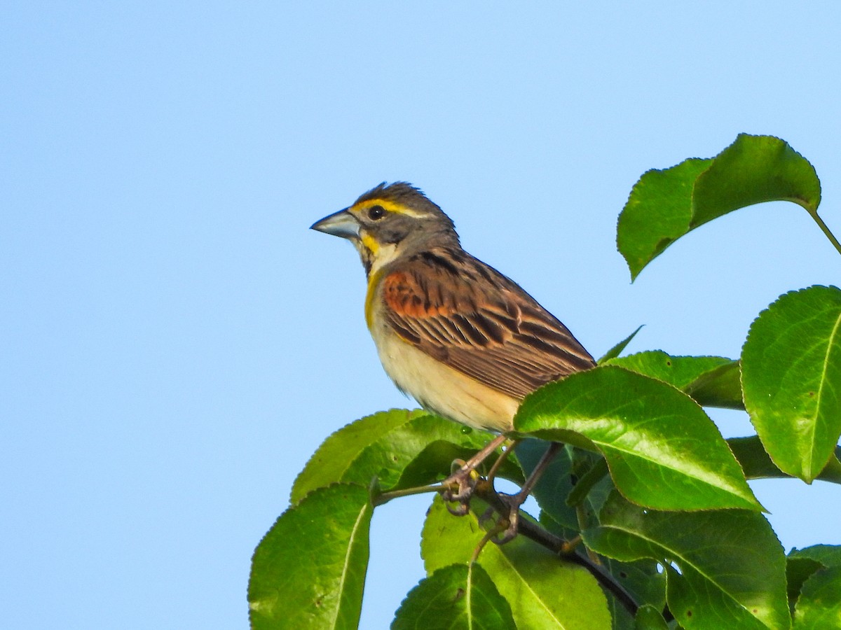 Dickcissel - ML659498436