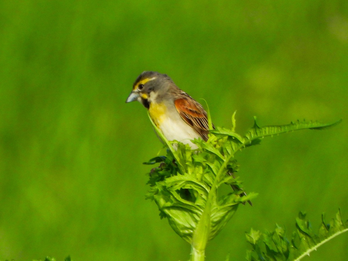Dickcissel - ML659498437