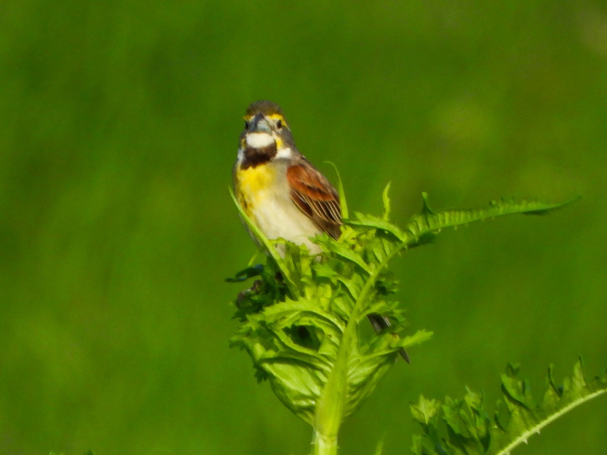 Dickcissel - ML659498438