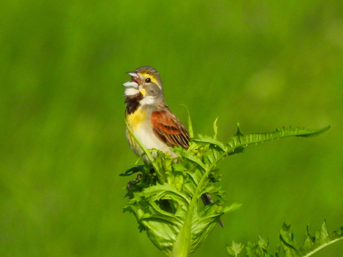 Dickcissel - ML659498439