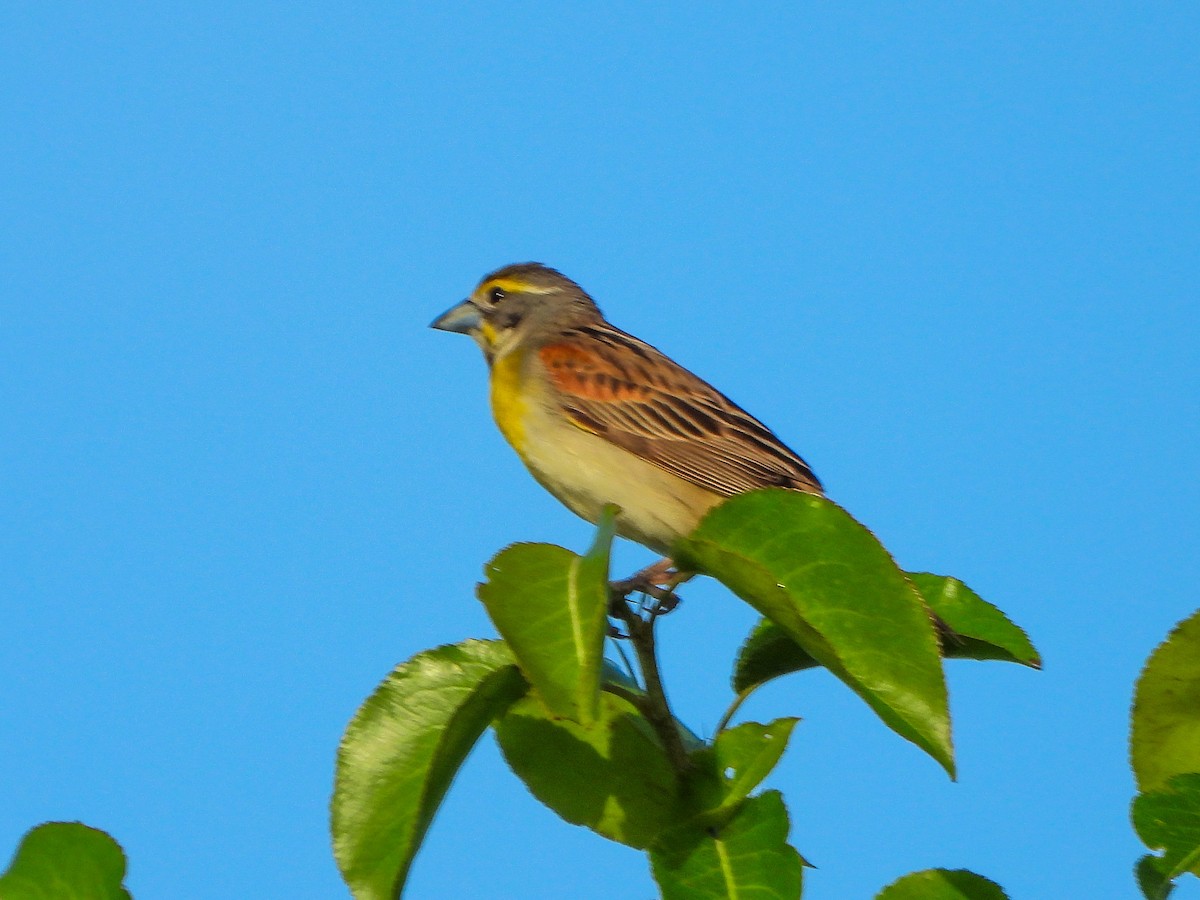 Dickcissel - ML659498440