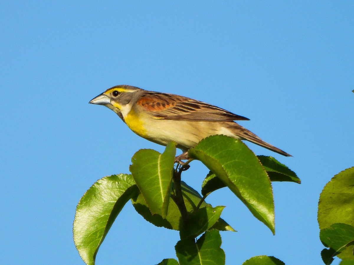 Dickcissel - ML659498441