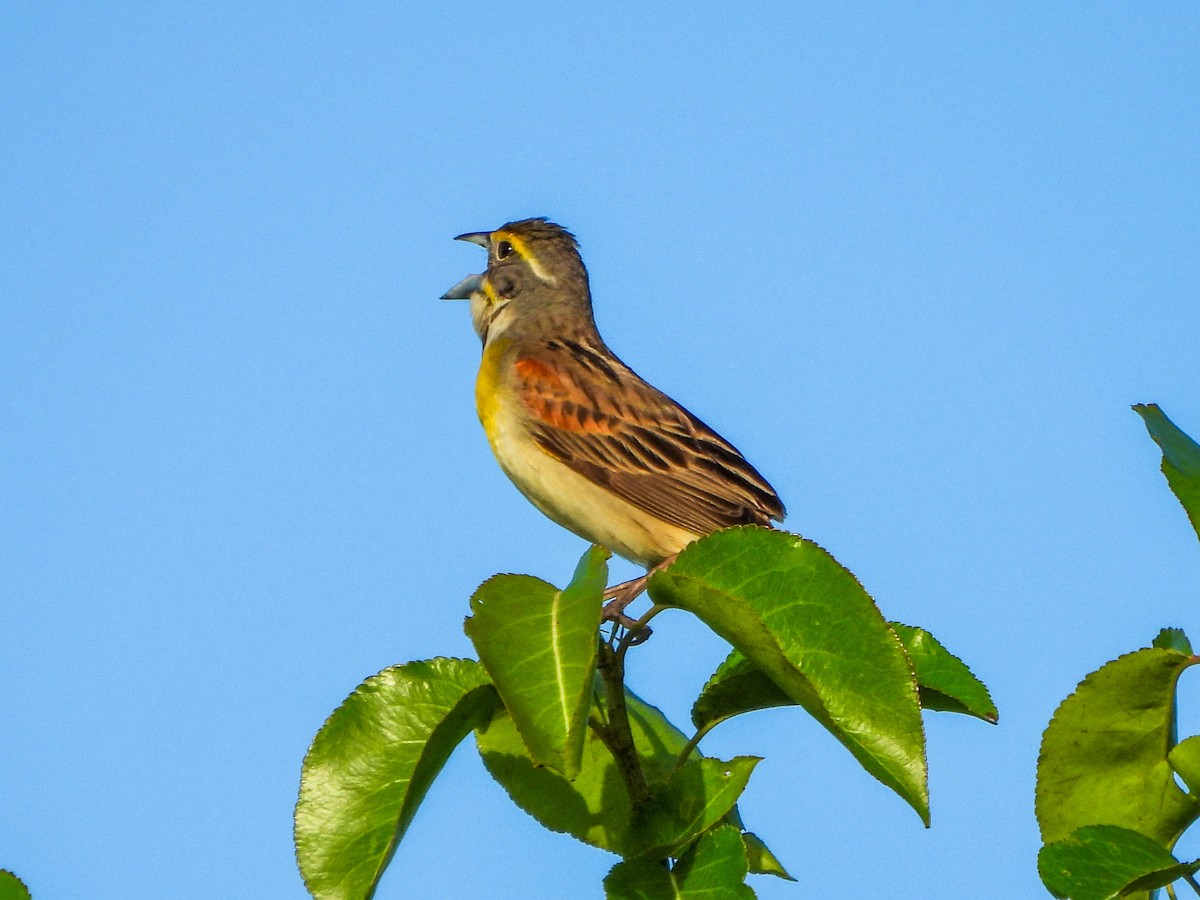 Dickcissel - ML659498442