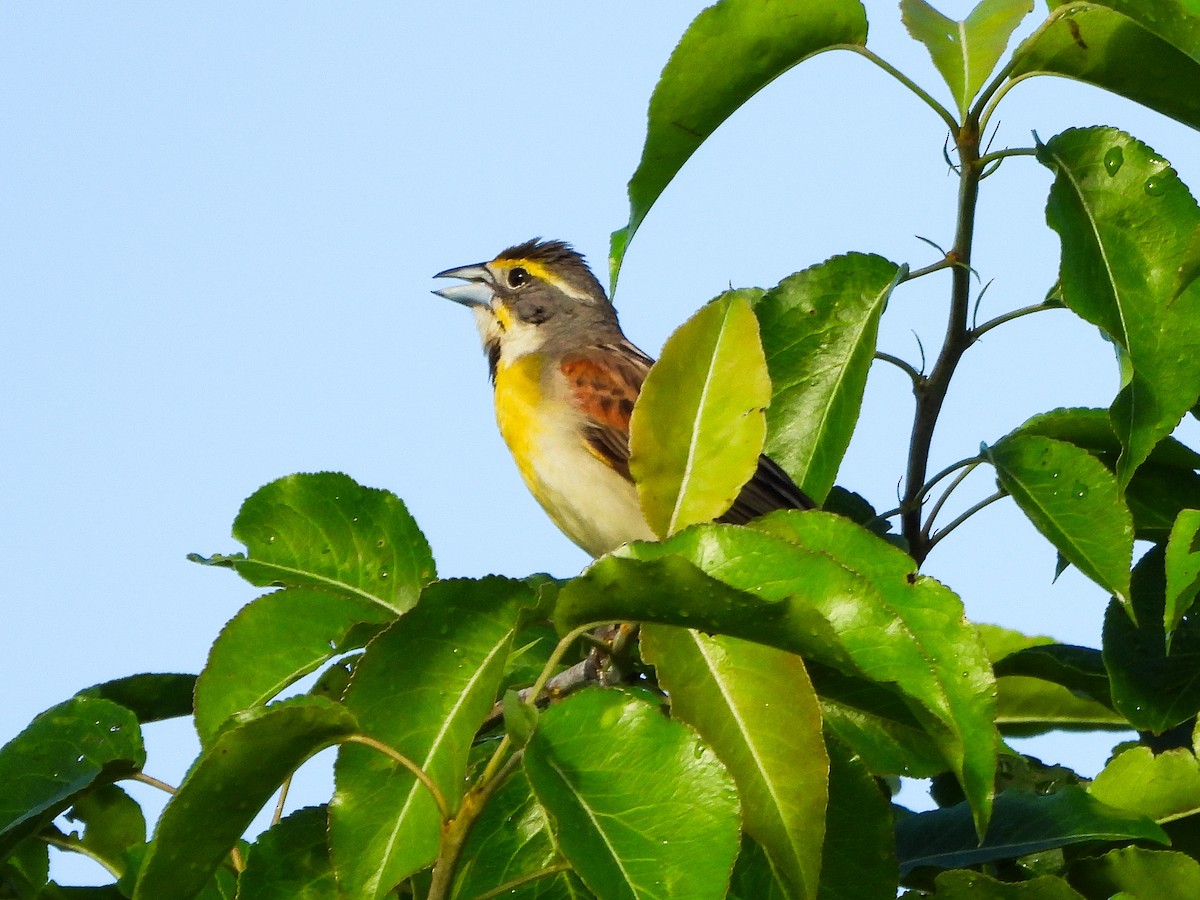 Dickcissel - ML659498443