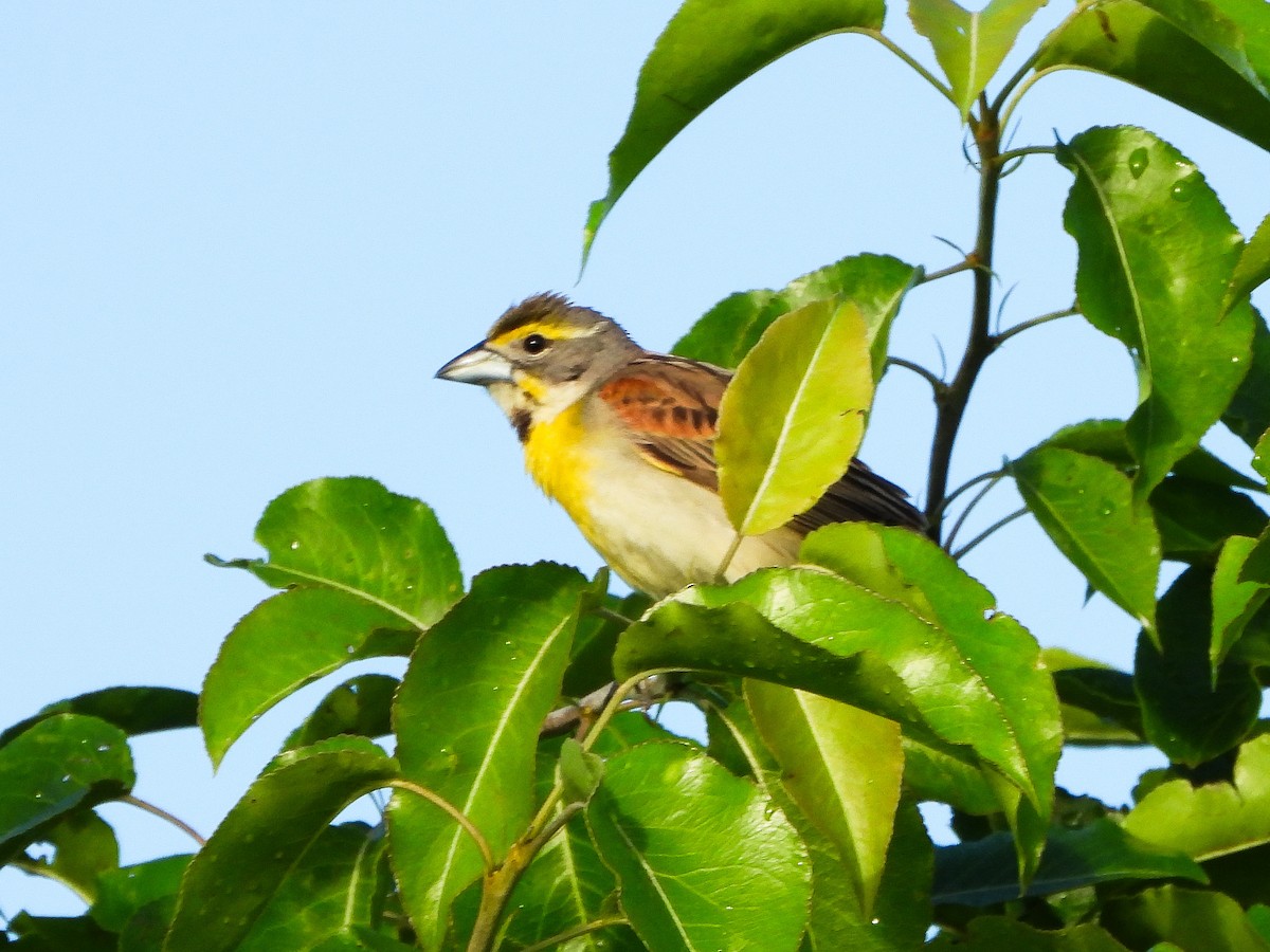 Dickcissel - ML659498444