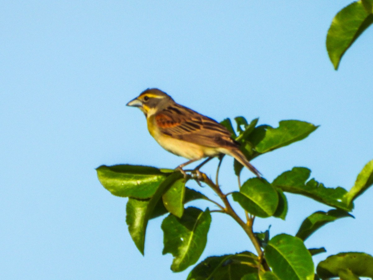 Dickcissel - ML659498445