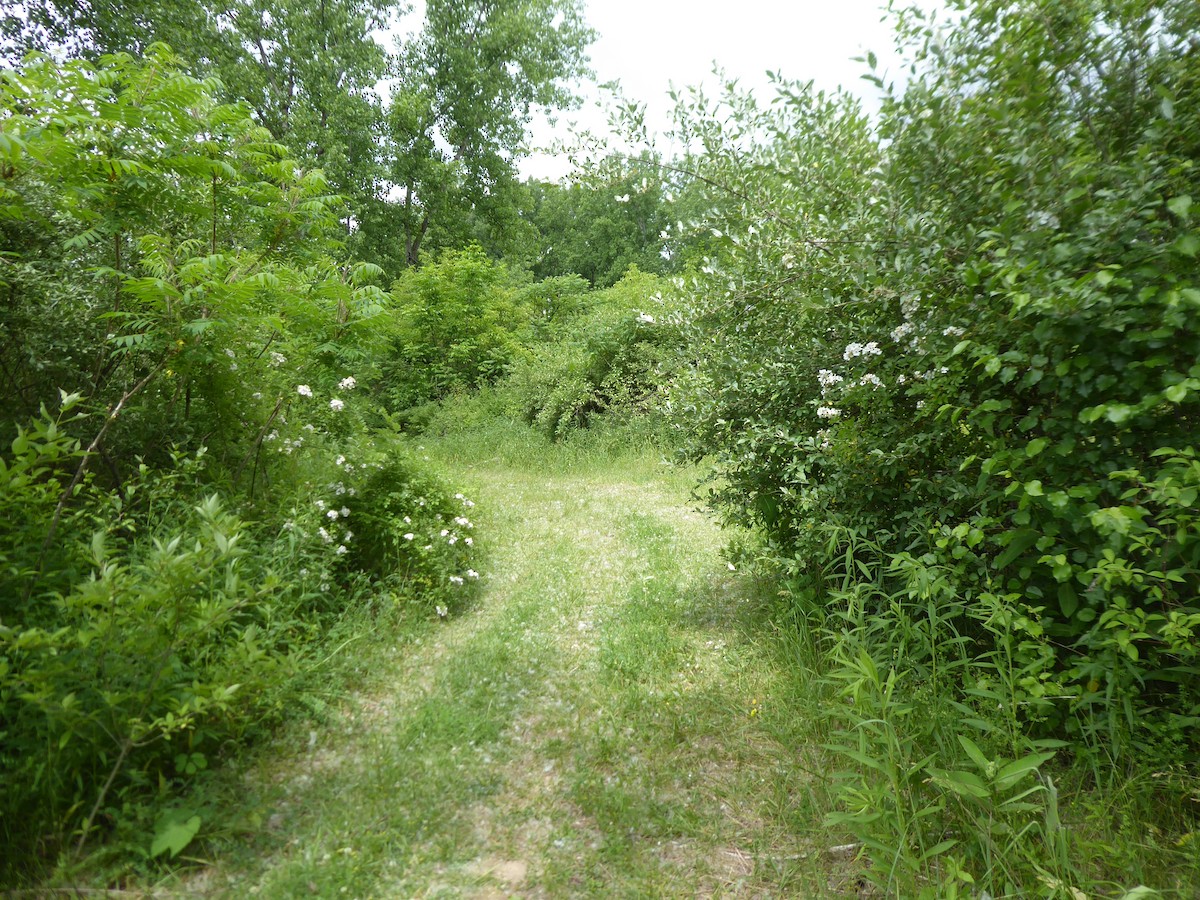 null - ML659498477