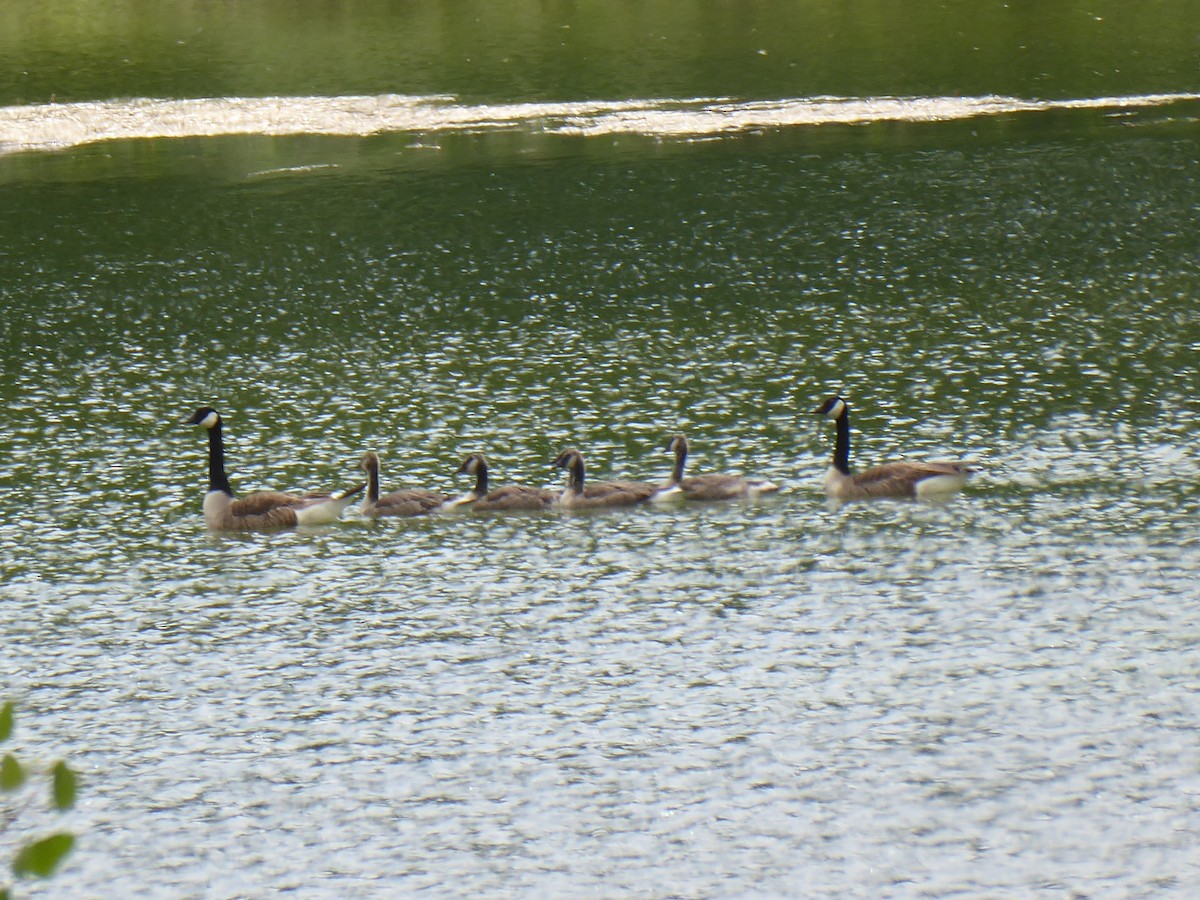 Canada Goose - ML659498487