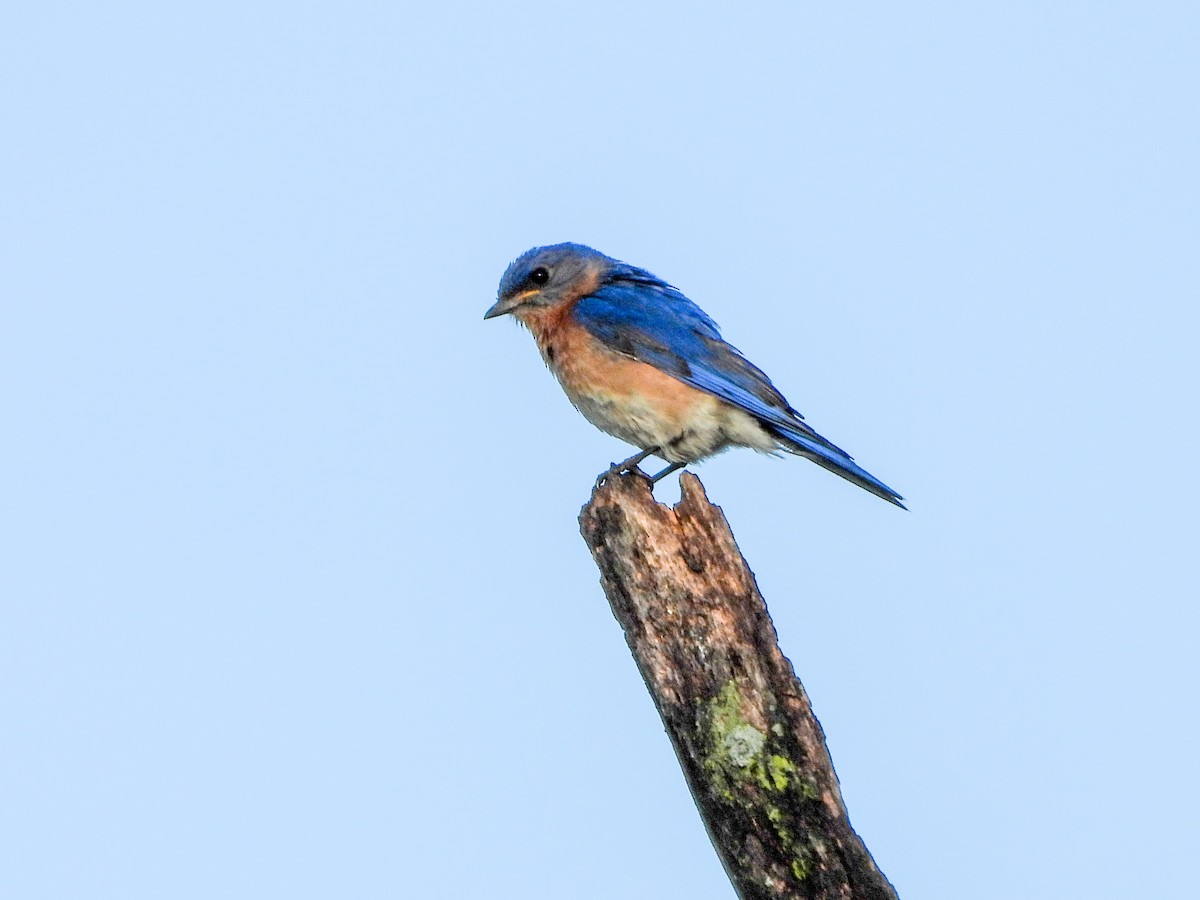Eastern Bluebird - ML659498489