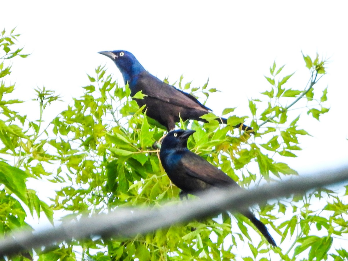 Common Grackle - ML659498515