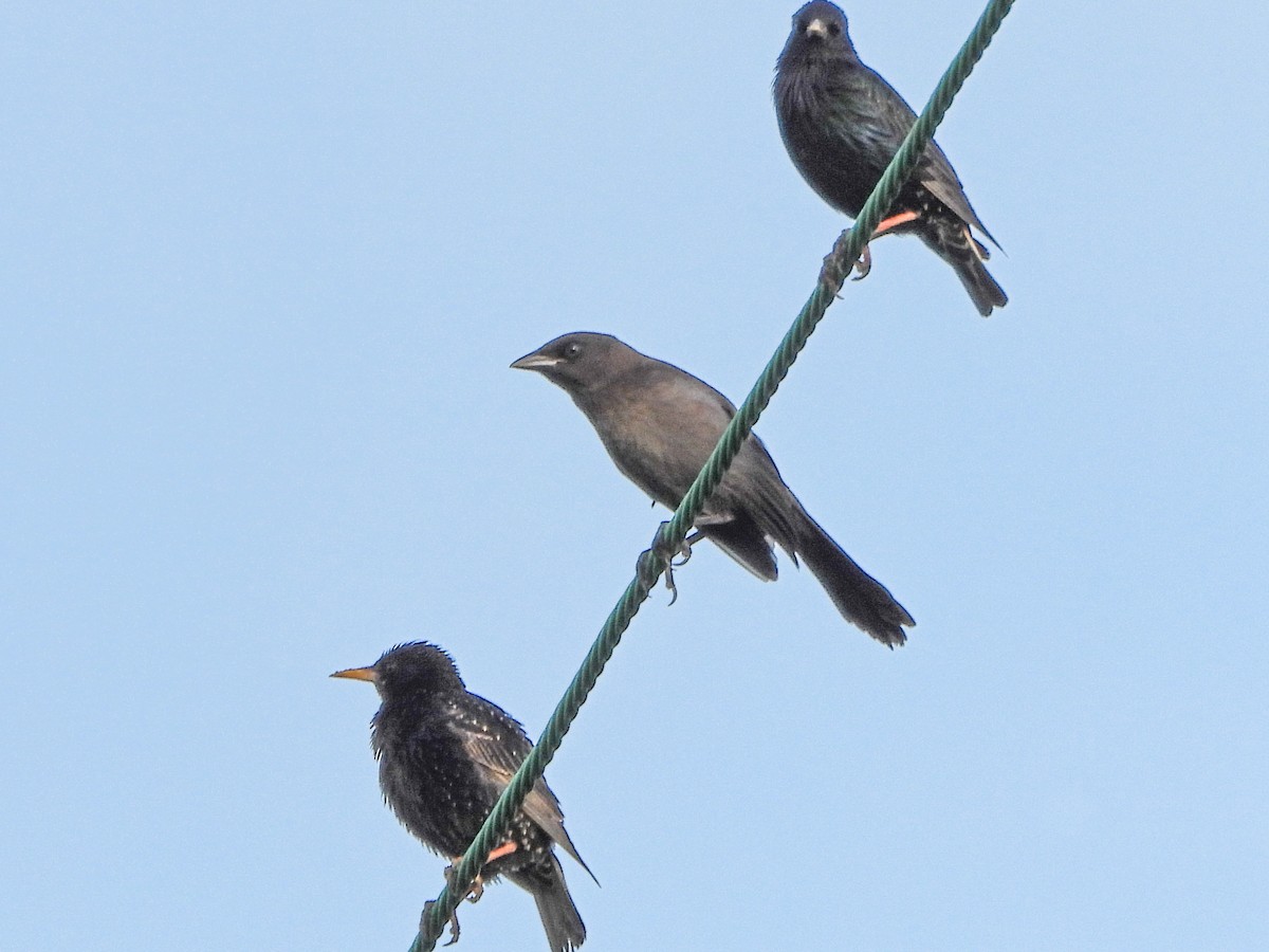 Common Grackle - ML659498516