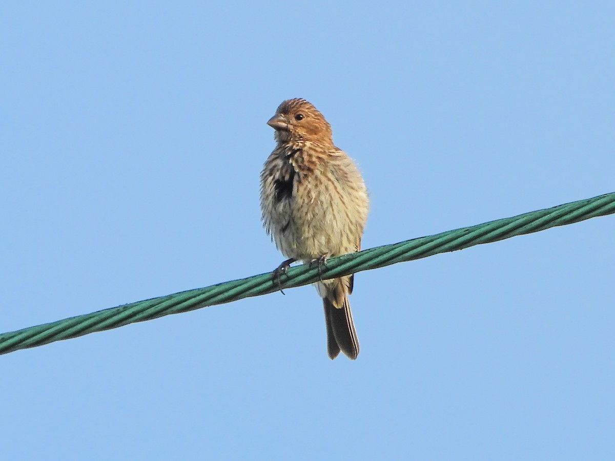 House Finch - ML659498532