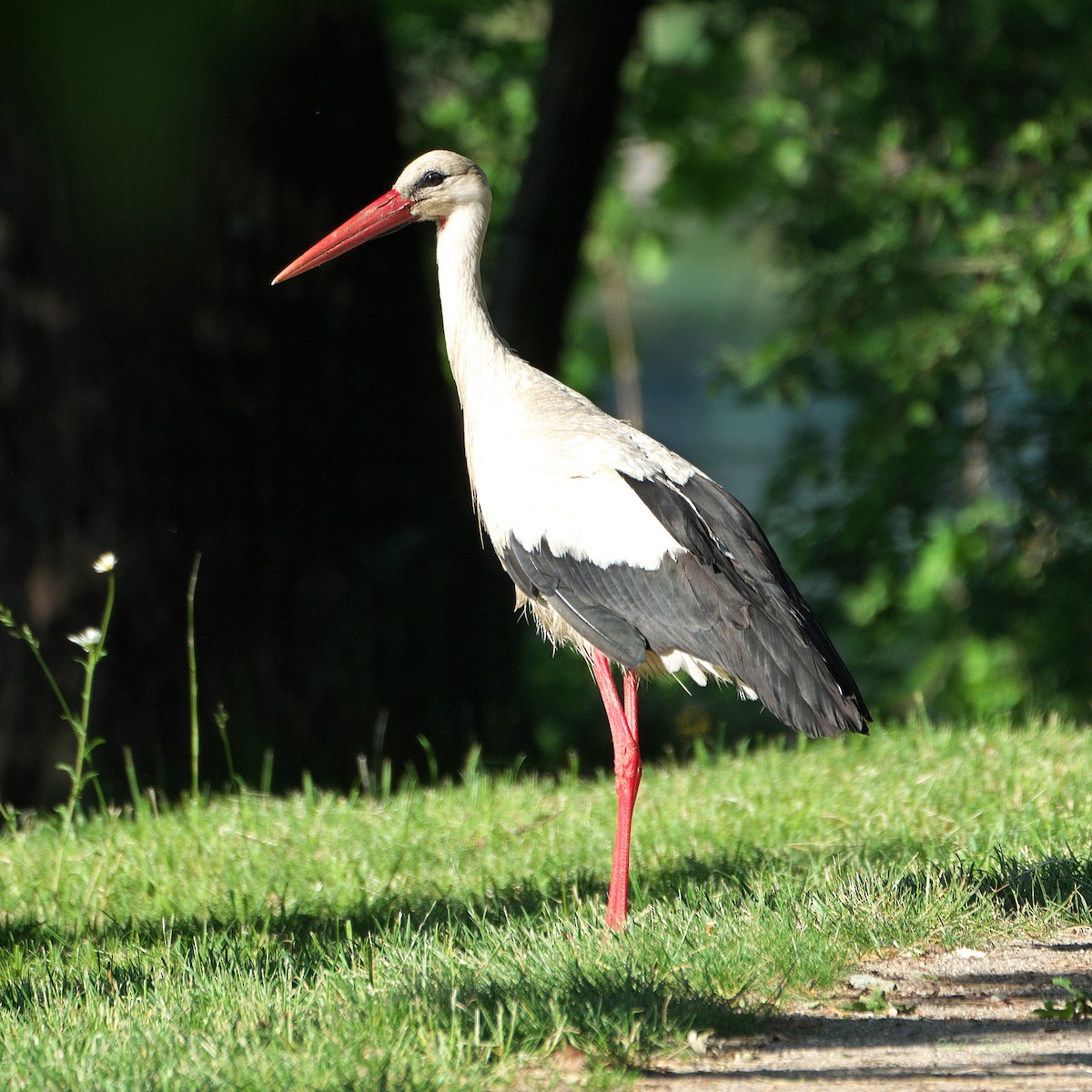 Cigogne blanche - ML659498728