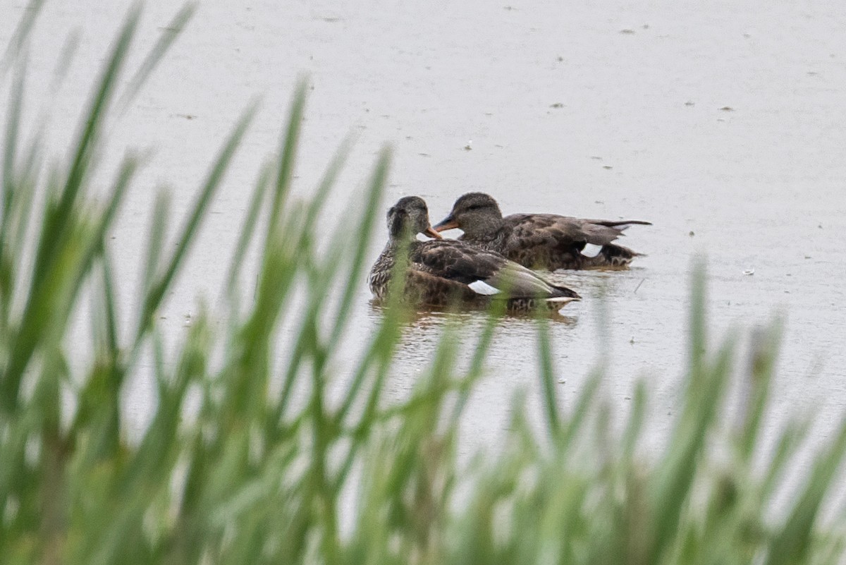 Gadwall - ML659499217