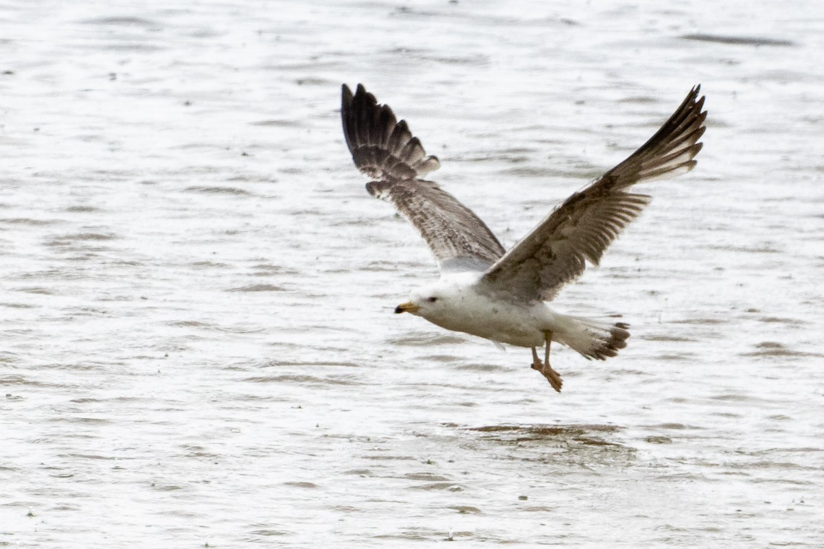 Yellow-legged Gull - ML659499228