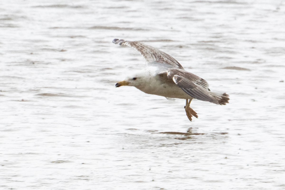 Yellow-legged Gull - ML659499234