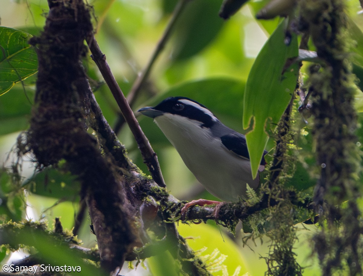 White-browed Shrike-Babbler - ML659500201