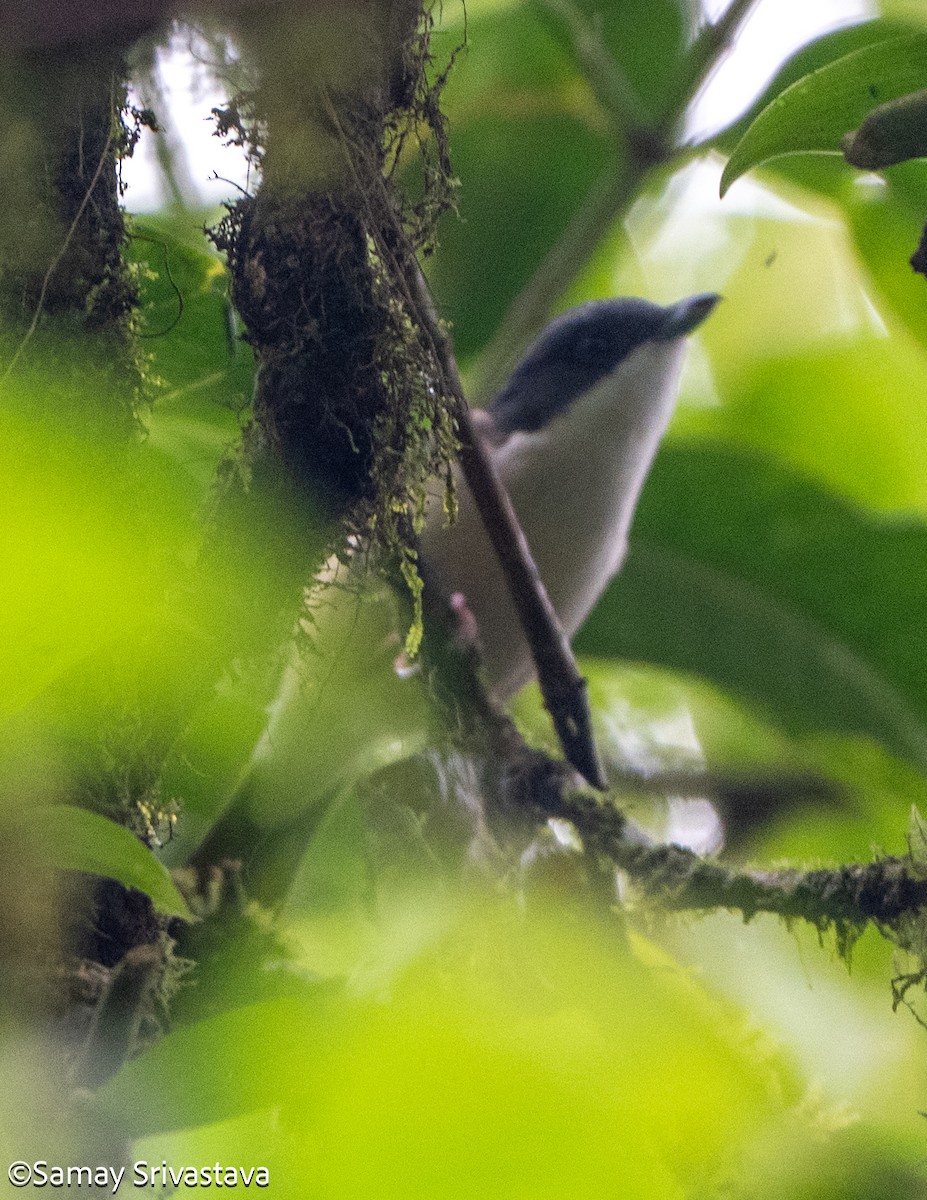 White-browed Shrike-Babbler - ML659500202