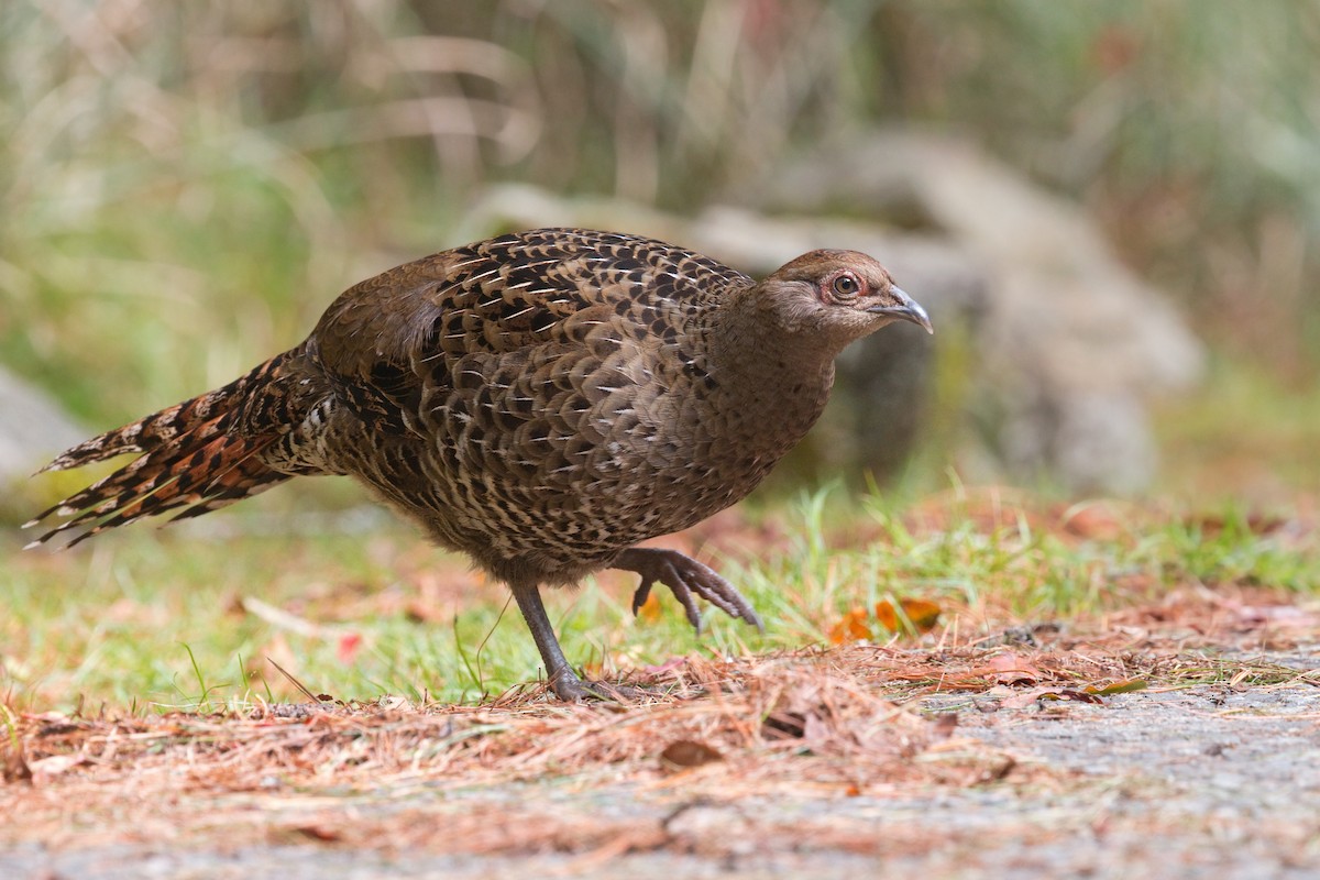 Mikado Pheasant - ML659500579
