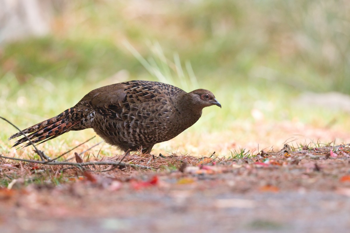 Mikado Pheasant - ML659500586