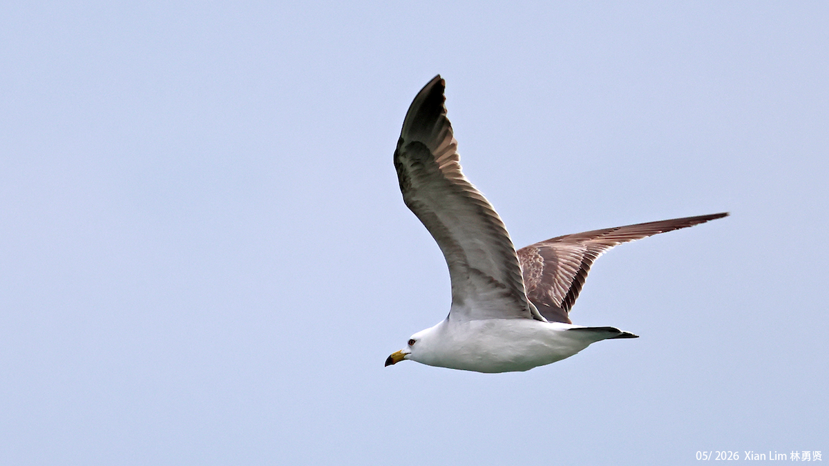 Gaviota Japonesa - ML659500587