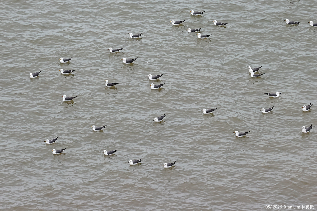 Gaviota Japonesa - ML659500588