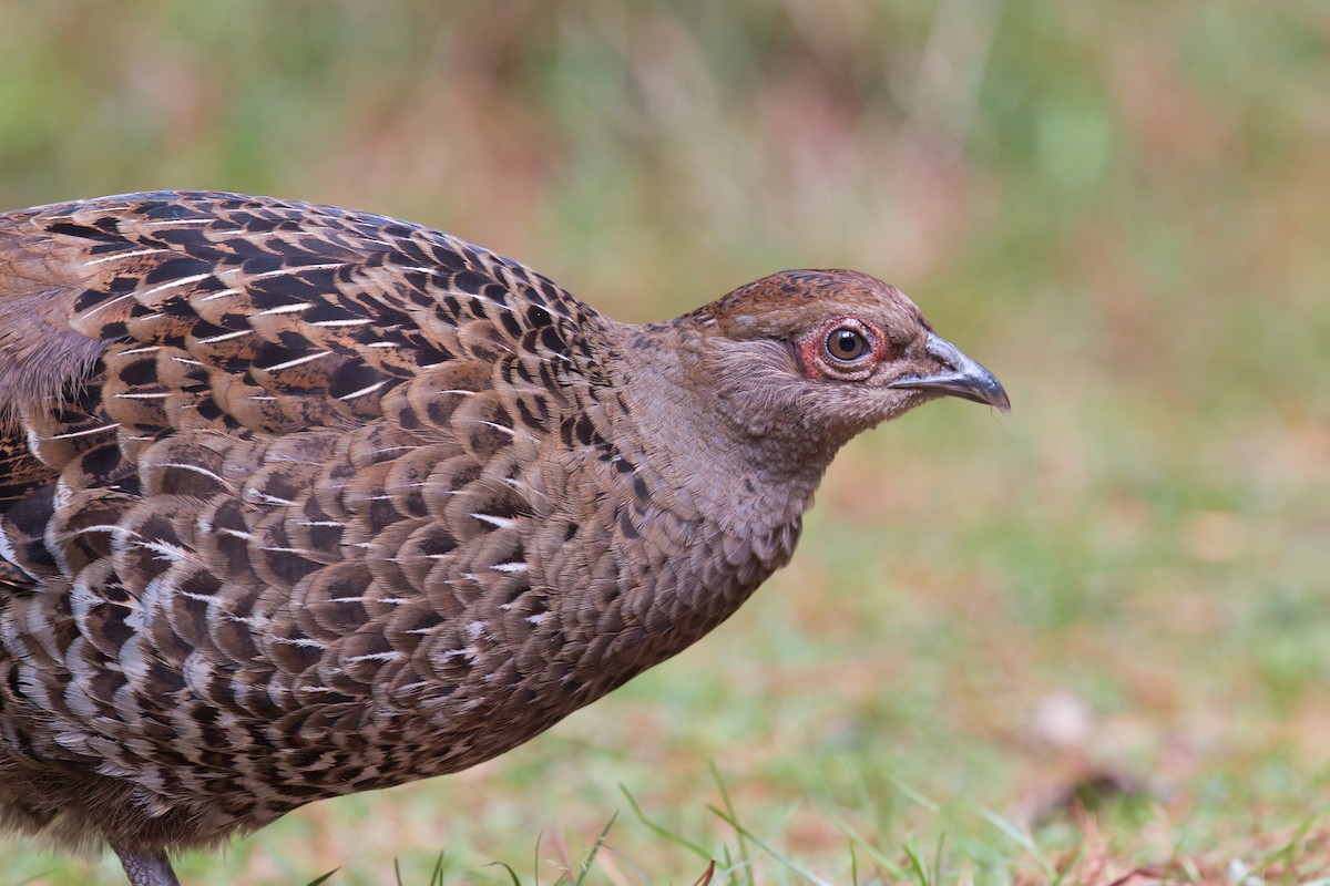 Mikado Pheasant - ML659500590