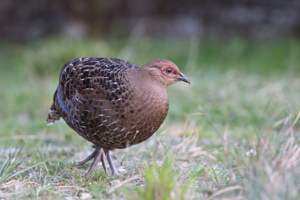 Mikado Pheasant - ML659500592