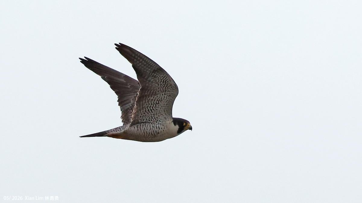 Halcón Peregrino - ML659500644