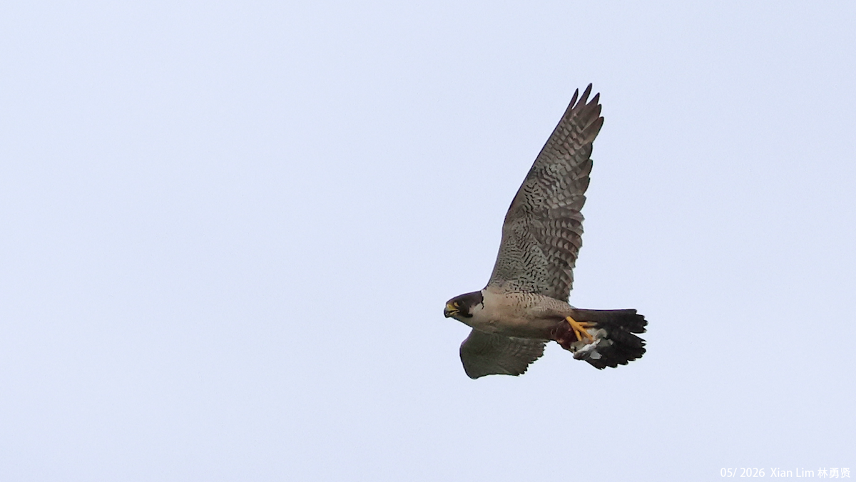 Halcón Peregrino - ML659500645