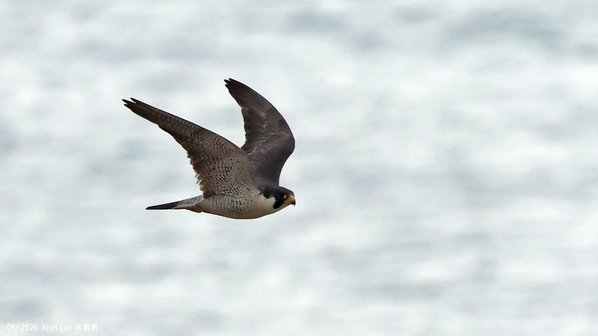 Halcón Peregrino - ML659500646
