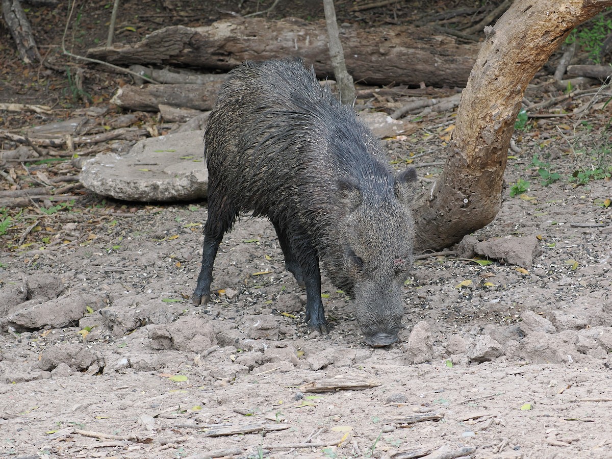 Collared Peccary - ML659501144