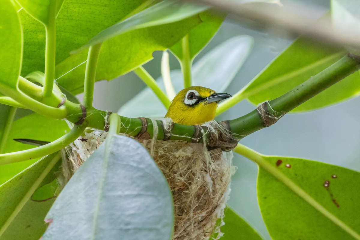 Swinhoebrillenvogel - ML659501427