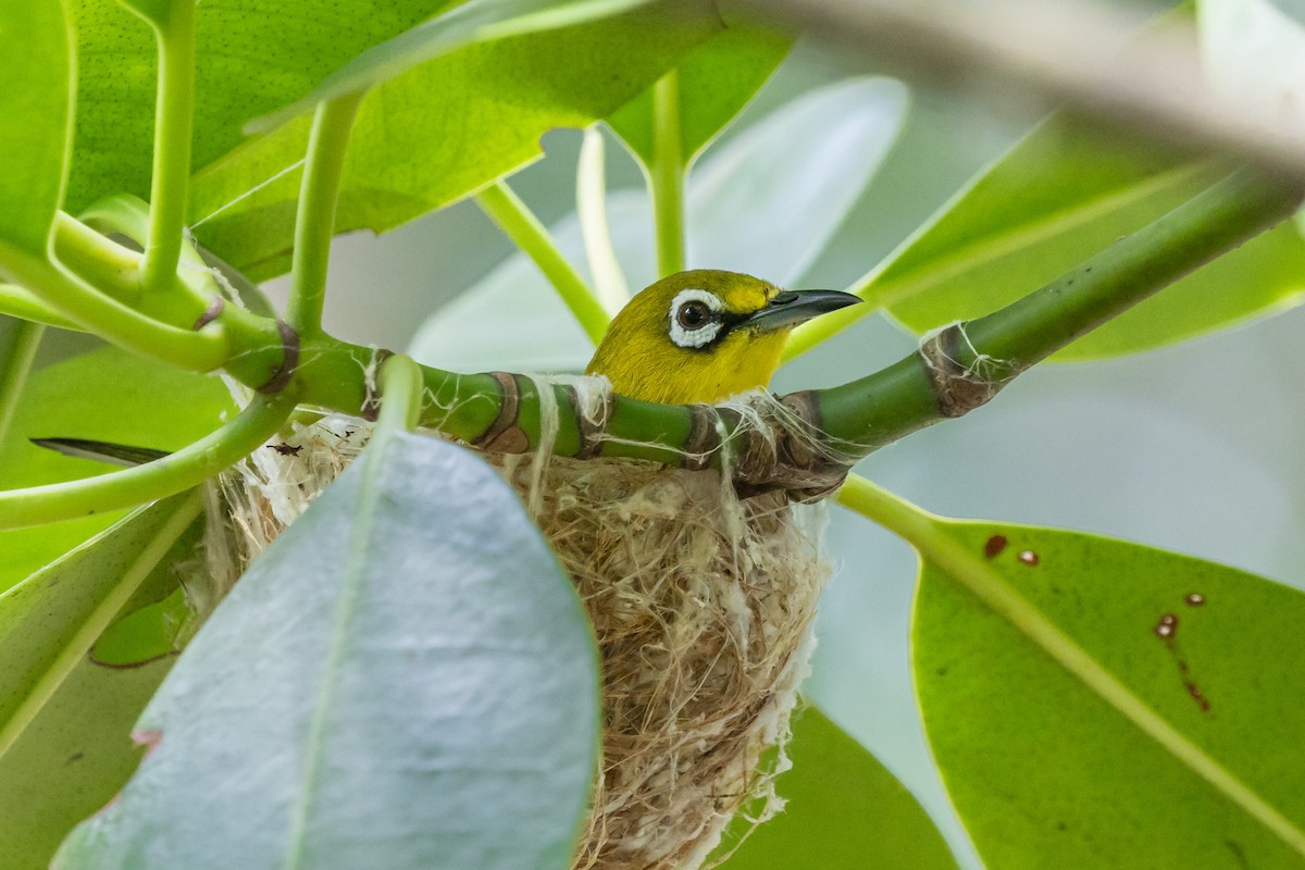 Swinhoebrillenvogel - ML659501428