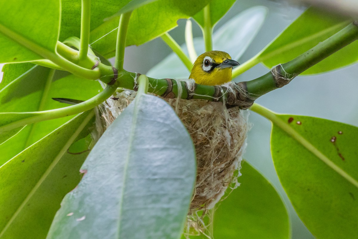 Swinhoebrillenvogel - ML659501429