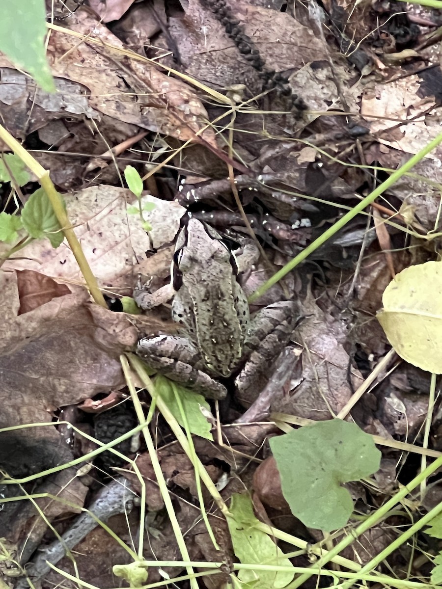 Wood Frog - ML659501598