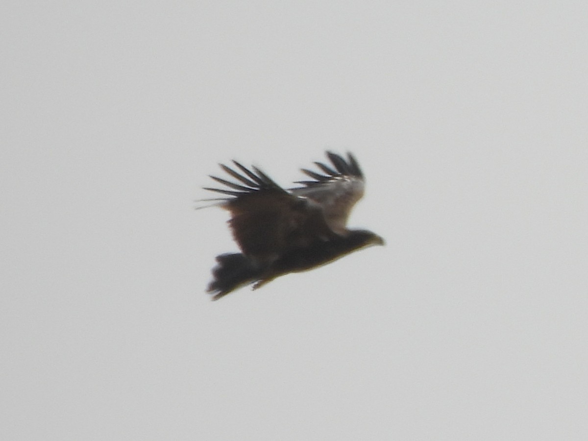 Tawny Eagle - ML659501723