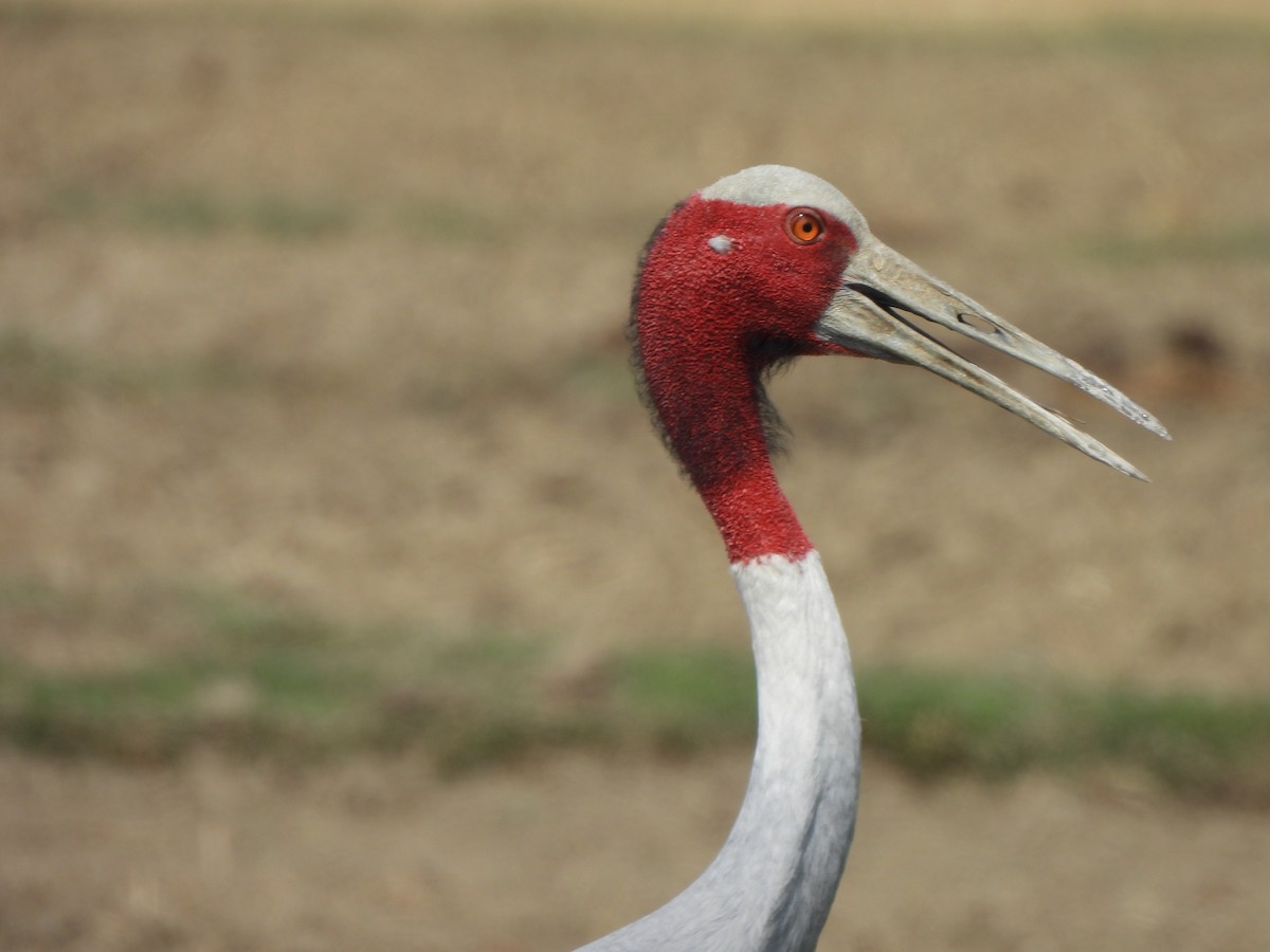 Sarus Crane - ML659501739